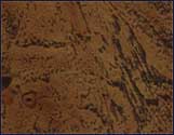 Dark Burl - CODE 01
